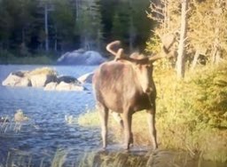 Moose Standing