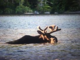 Moose in the Water