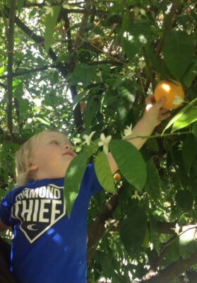 Little Boy Harvesting a Fruit